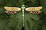 dorset creature Stylior dragonflyer