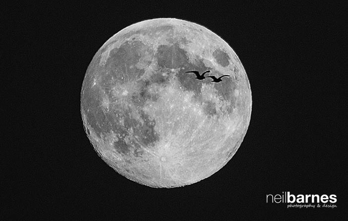 moon birds seagull picture