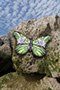 dorset butterflyer