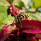 wasp on leaf